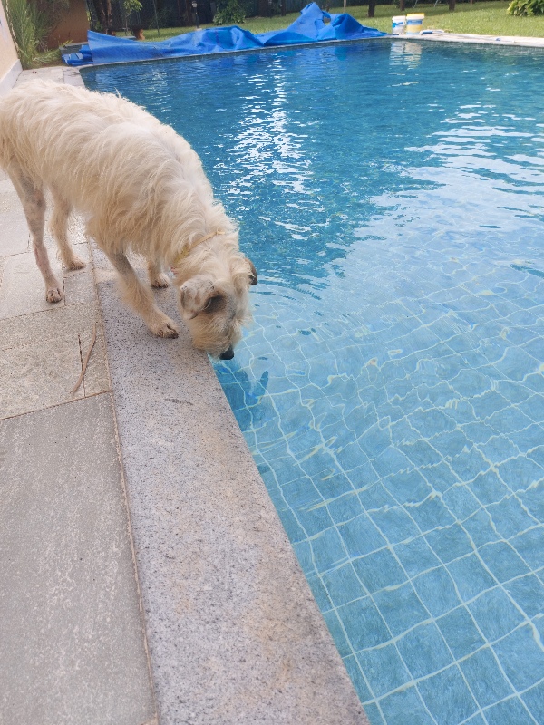 Piscina com água tratada e cristalina